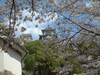 姫路城(80)／桜と共に