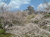 姫路城(82)／桜と共に