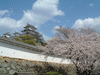 姫路城(83)／桜と共に
