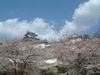 姫路城(84)／桜と共に