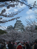 姫路城(88)／桜と共に