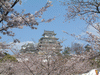 姫路城(89)／桜と共に