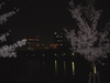 大阪城の桜(5)