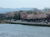 嵐山の桜(2)／渡月橋より