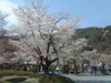 嵐山の桜(5)／嵐山公園