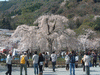 嵐山の桜(6)／嵐山公園