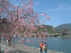 嵐山の桜(7)／嵐山公園