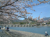 嵐山の桜(8)／嵐山公園