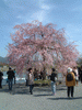 嵐山の桜(9)／嵐山公園