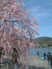 嵐山の桜(14)／嵐山公園