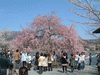 嵐山の桜(15)／嵐山公園