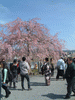 嵐山の桜(16)／嵐山公園