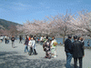 嵐山の桜(17)／嵐山公園