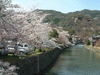 嵐山の桜(19)／嵐山公園