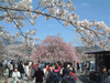 嵐山の桜(21)／嵐山公園