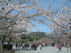 嵐山の桜(22)／嵐山公園
