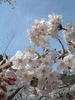 嵐山の桜(25)／嵐山公園