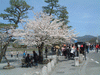 嵐山の桜(30)／嵐山公園