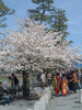 嵐山の桜(31)／嵐山公園