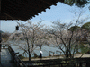 大覚寺(9)／桜と大沢池