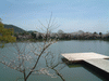 大覚寺(11)／桜と大沢池