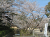 大沢池の桜(1)