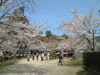 大沢池の桜(3)