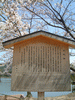 大沢池の桜(5)