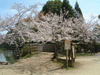 大沢池の桜(8)