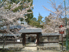 大沢池の桜(9)