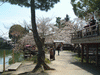 大沢池の桜(10)