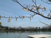 大沢池の桜(11)