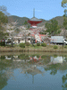 大沢池の桜(12)