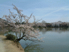 大沢池の桜(13)