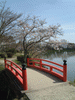 大沢池の桜(14)