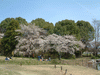 大沢池の桜(16)