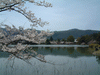 大沢池の桜(17)