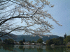 大沢池の桜(18)