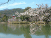 大沢池の桜(20)