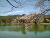 大沢池の桜(21)