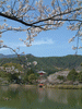 大沢池の桜(22)