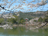 大沢池の桜(23)