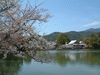 大沢池の桜(24)