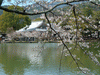 大沢池の桜(25)