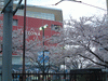 川崎駅ホームから見える桜(3)