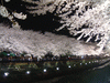 野川の桜ライトアップ(8)