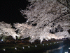 野川の桜ライトアップ(11)
