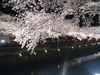 野川の桜ライトアップ(13)