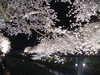 野川の桜ライトアップ(16)