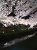 野川の桜ライトアップ(17)